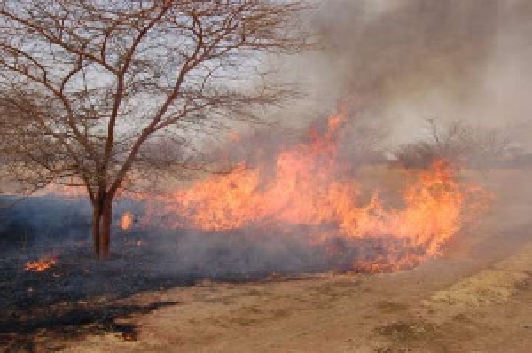 Bush Fires: Equivalent of 600,000 average football pitches burnt in 10 years